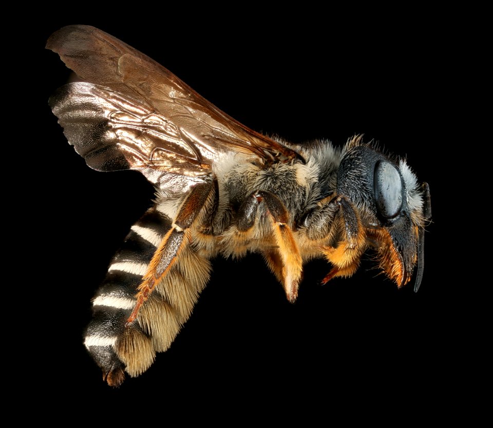 Megachile pugnata, f, side, National Arboretum, DC 2016-06-27-14.25.39 ZS PMax UDR
