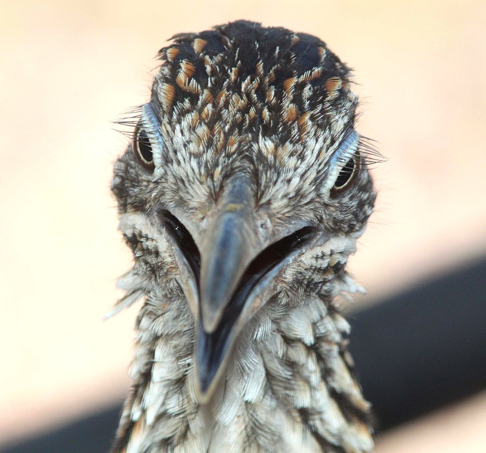 ROADRUNNER, GREATER (8-24-10) yard, west of patagonia, scc, az -06