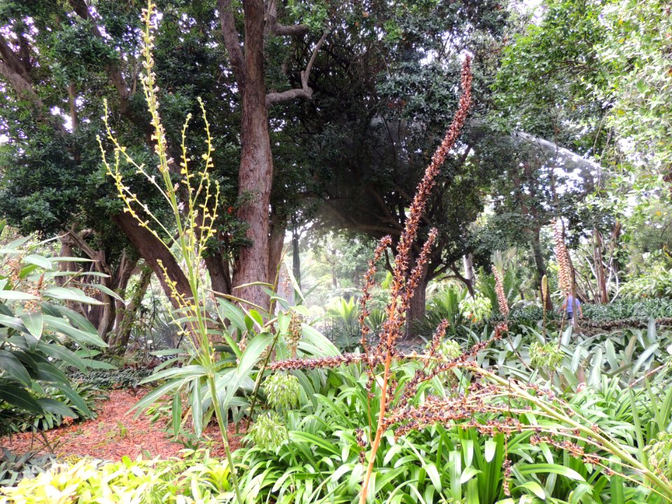 Dyckia remotiflora Otto & A. Dietrich. Bromeliaceae.