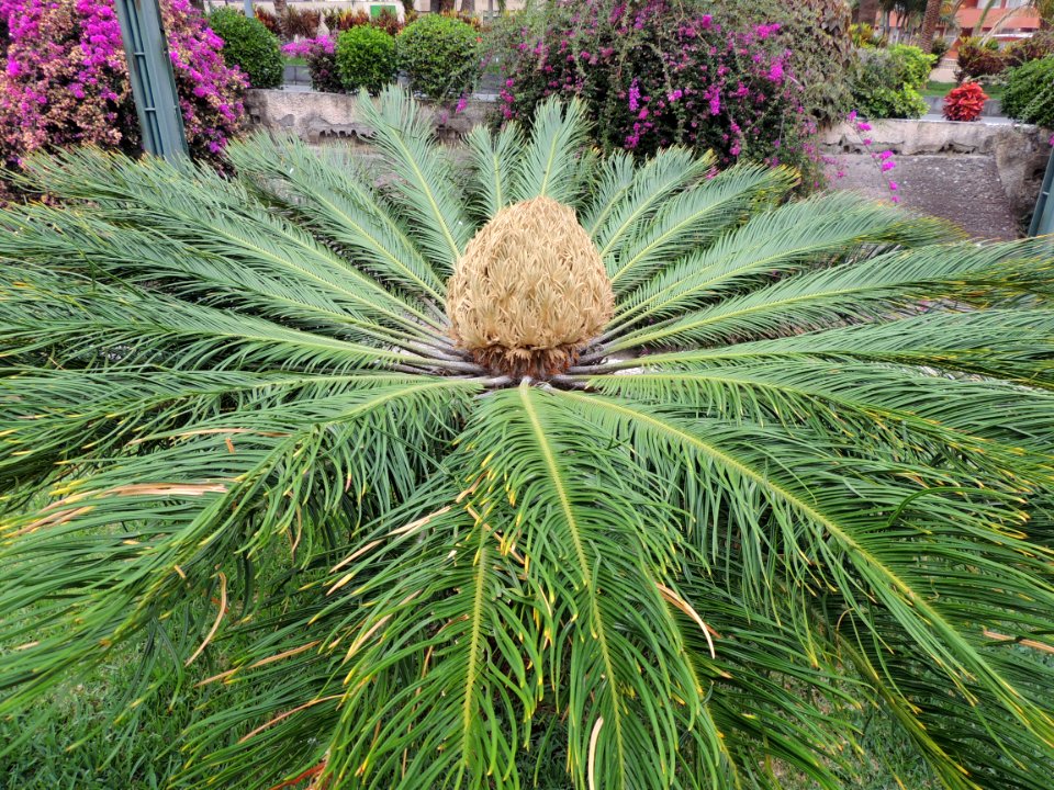 Cycas revoluta Thunb. Cycadaceae
