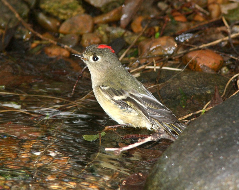 KINGLET, RUBY-CROWNED -1