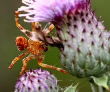 SPIDER, sp(8-21-12) near bristol head, west of creede, co - (1)