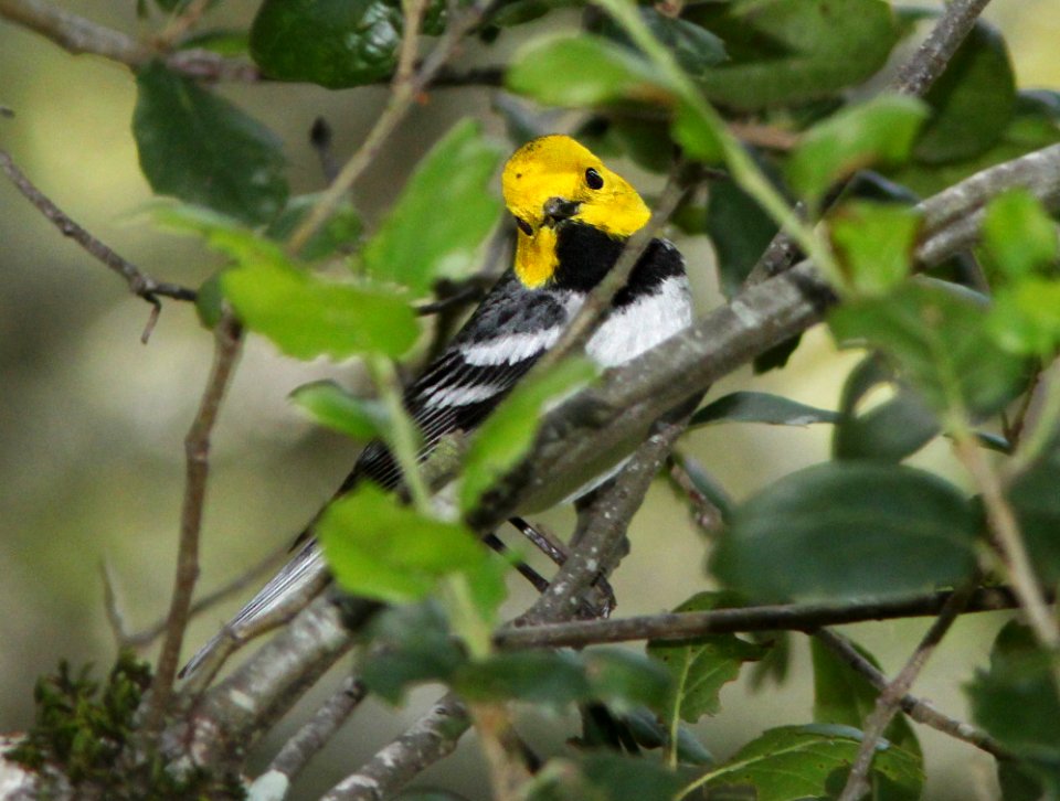 WARBLER, HERMIT (4-15-10) cerro alto campground area, slo co, ca -09