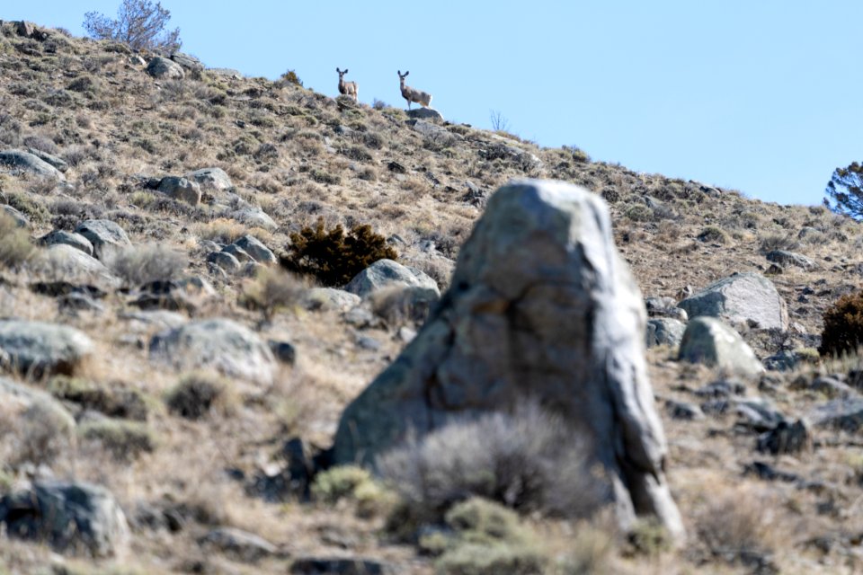 Mule Deer on a ridge