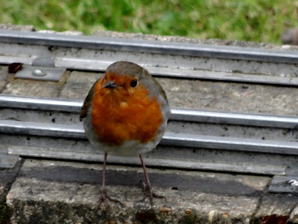 ROBIN ON THE RAILWAY LINE!