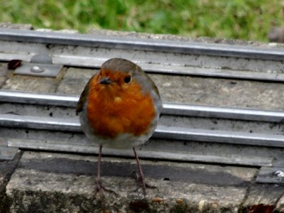 ROBIN ON THE RAILWAY LINE!