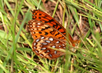FRITILLARY, ATLANTIS (Speyeria atlantis hesperis) (6-19-2020) 9200 ft, udall park tanks, green's peak area, apache co, az  (13)