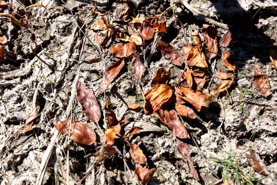 Investigating a bear dig site: pond weed leaves