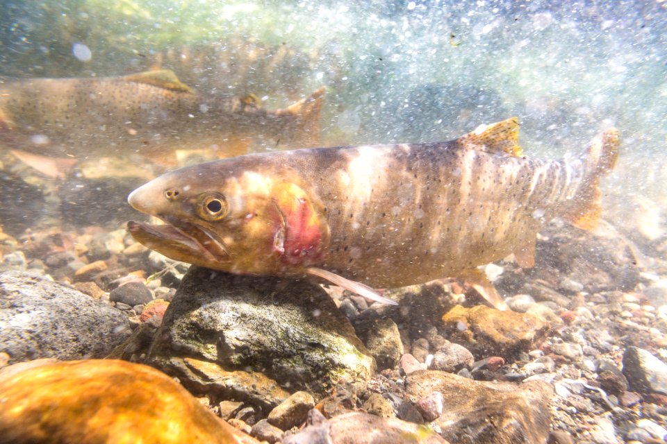 Spawning Yellowstone cutthroat trout (Oncorhynchus clarkii bouvieri) (14)