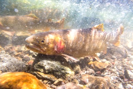 Spawning Yellowstone cutthroat trout (Oncorhynchus clarkii bouvieri) (14) photo