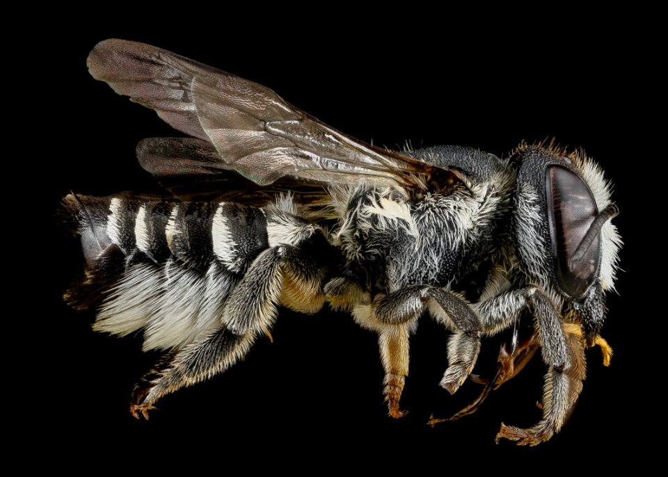 Megachile apicalis, female, right side 2012-07-16-17.28