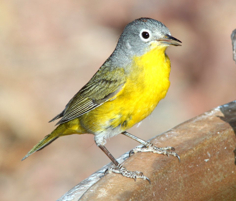 WARBLER, NASHVILLE (3-29-11) 78 circulo montana, patagonia lake ranch estates, scc, az -03