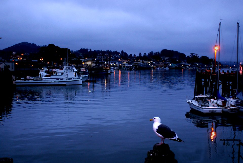 EARLY MORNING AT MORRO BAY HARBOR -020