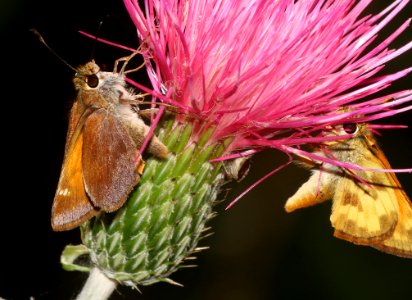 SKIPPER, TAXILES (Lon taxiles) (7-8-2020) garden canyon, huachuca mts, cochise co, az -05 female & male