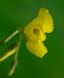OXALIS (oxalis pes-caprae) (2-17-08) canet -2