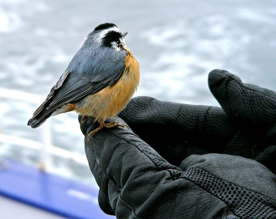 685 - RED-BREASTED NUTHATCH (9-06) off aleutian islands, ak -01