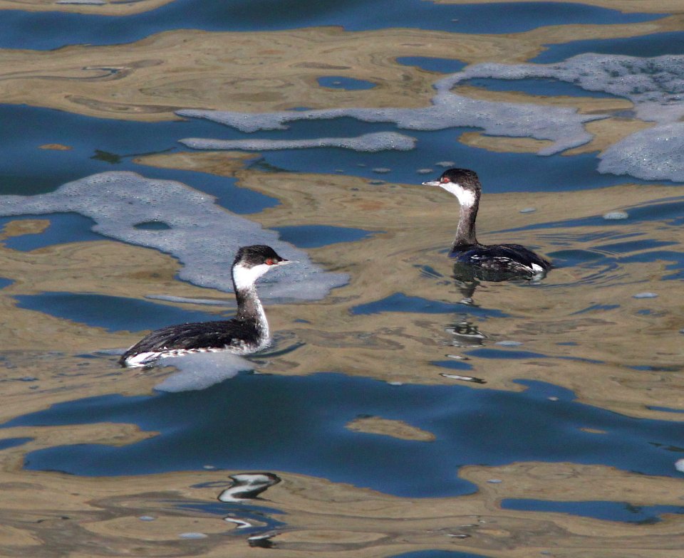 GREBE, HORNED (12-25-11) point arena, ca - (2)