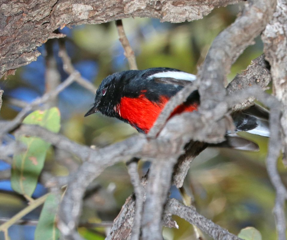 850 - PAINTED REDSTART (3-22-2010) copper canyon, huachuca mts, cochise co, az -01