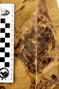 YELL 92942 Fossil Macginitiea wyominensis photo