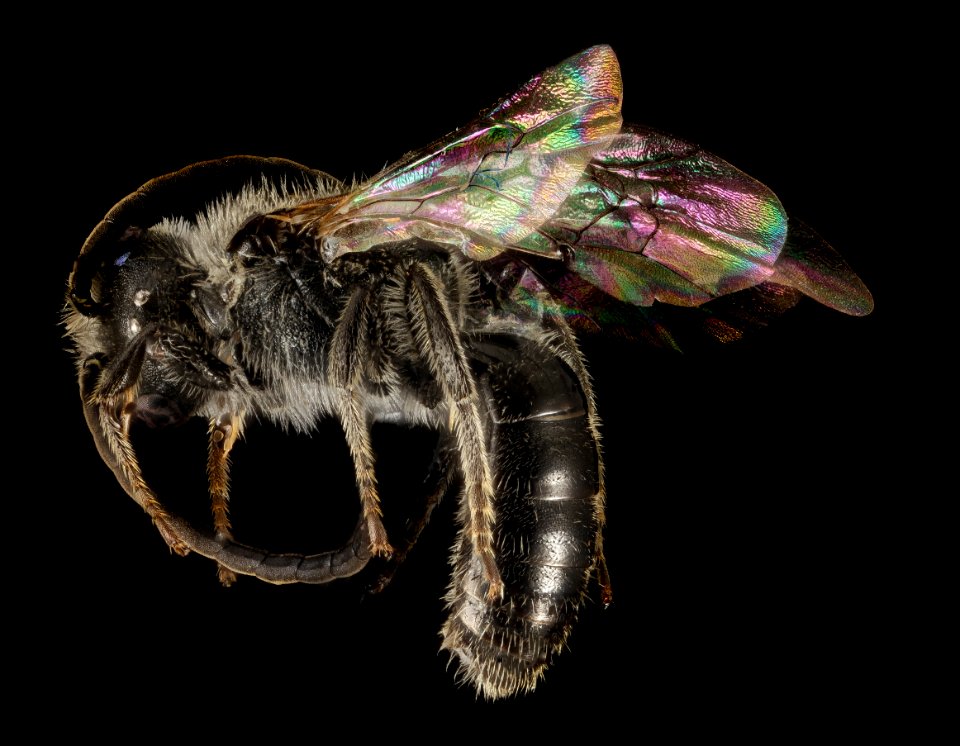 Lasioglossum inconditum, M, Side, WY, Lincoln County 2014-07-14-18.13