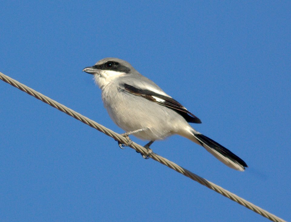 SHRIKE, LOGGERHEAD (11-7-08) carrizo plain nat monument, slo co, ca
