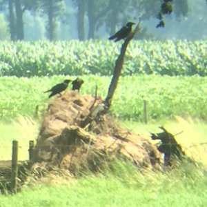 Composition Of Crows on a Hot Day in Guelders photo