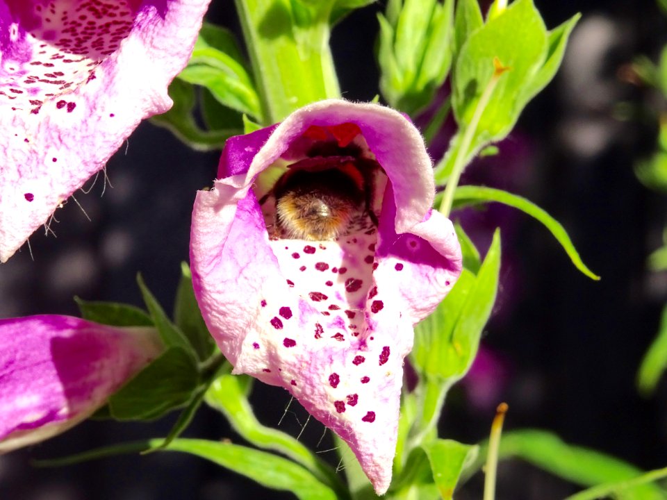 Bumblebee busy at work! Foxgloves