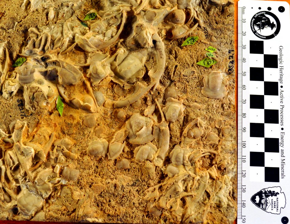 USNM 35227 Trilobite hash beds