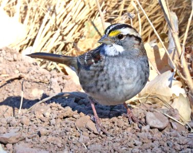 895 - WHITE-THROATED SPARROW (12-9-2020) San Pedro House, Cochise Co, AZ -03