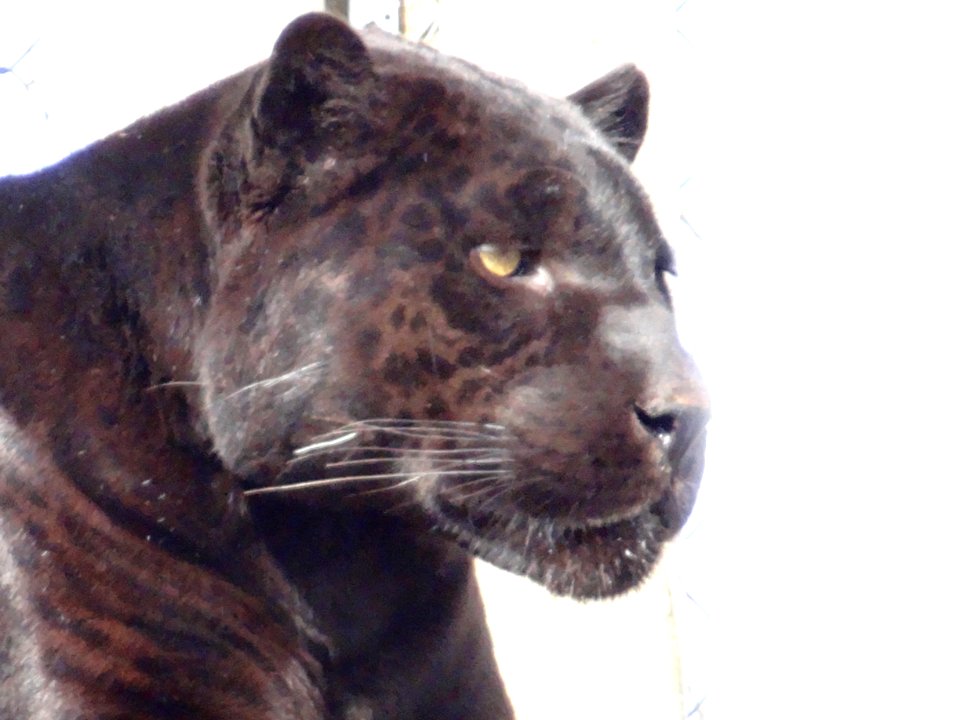 PANTHER