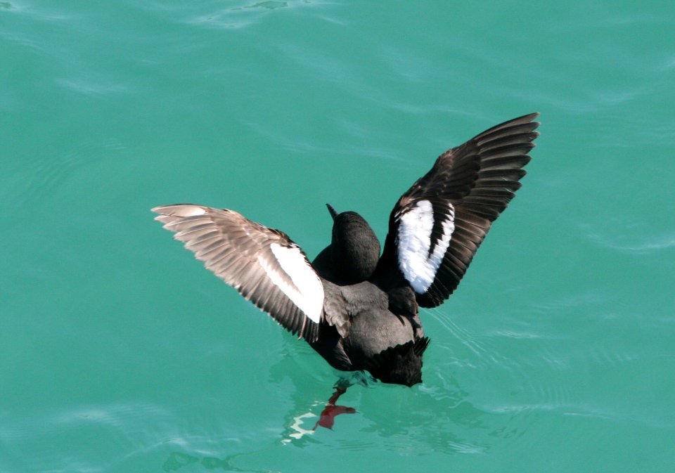 GUILLIMOT, PIGEON (3-24-09) san sim pier -09