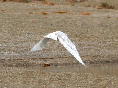 OWL, SNOWY (9-16-08) Gambell, Ak -02