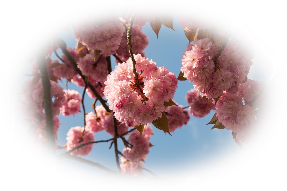 Cherry spring flowers