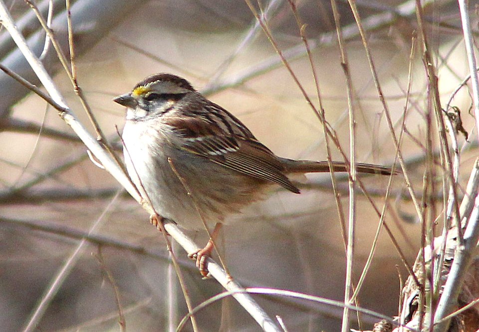 895 - WHITE-THROATED SPARROW (2-8-14) patagonia lake state park, scc, az