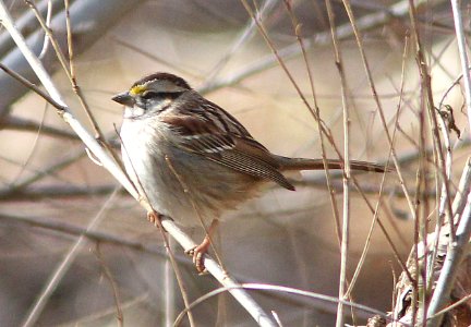895 - WHITE-THROATED SPARROW (2-8-14) patagonia lake state park, scc, az