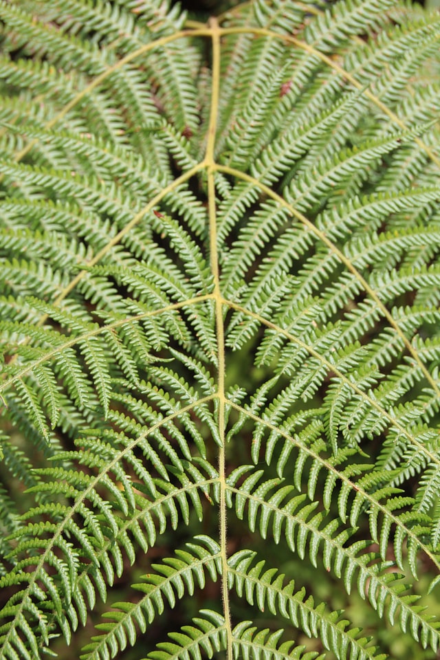 Jungle bush plant