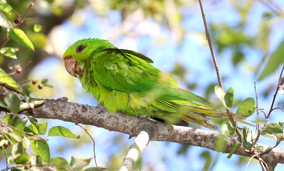 561 - GREEN PARAKEET (10-28-2020) americana r v park, mission, hidalgo co, tx -01