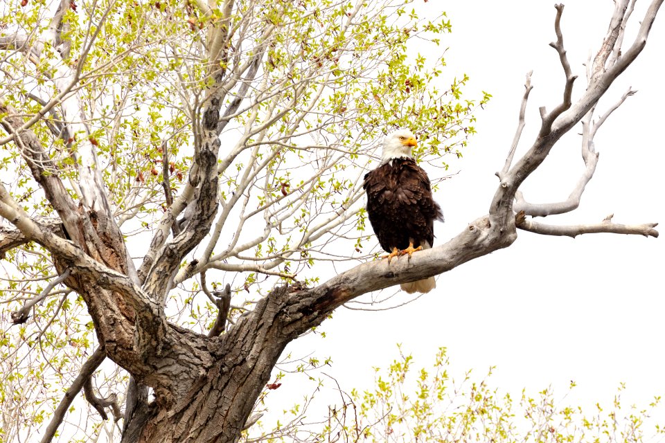Bald eagle perched in a tree along the Yellowstone River
