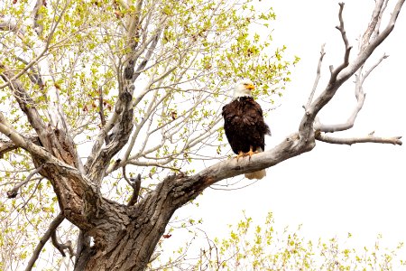 Bald eagle perched in a tree along the Yellowstone River photo