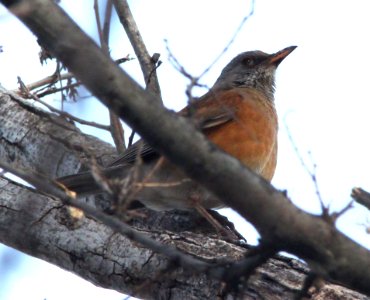 ROBIN, RUFOUS-BACKED (1-28-12) patagonia-sonoita creek preserve, scc, az -02