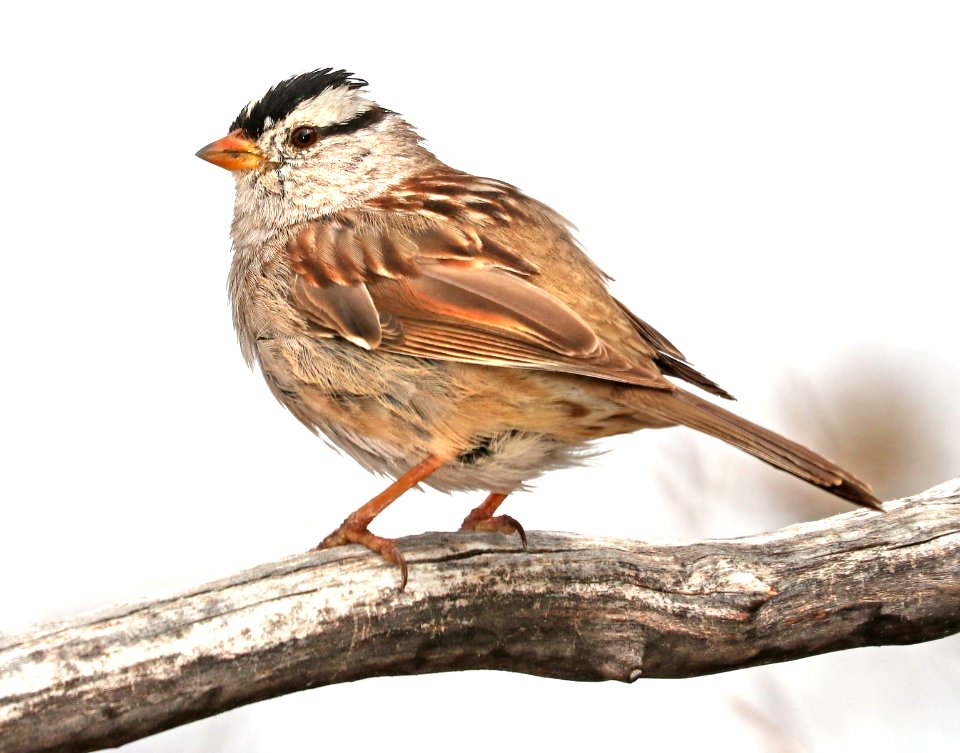 897 - WHITE-CROWNED SPARROW (3-20-2010) hereford, cochise co, az -01