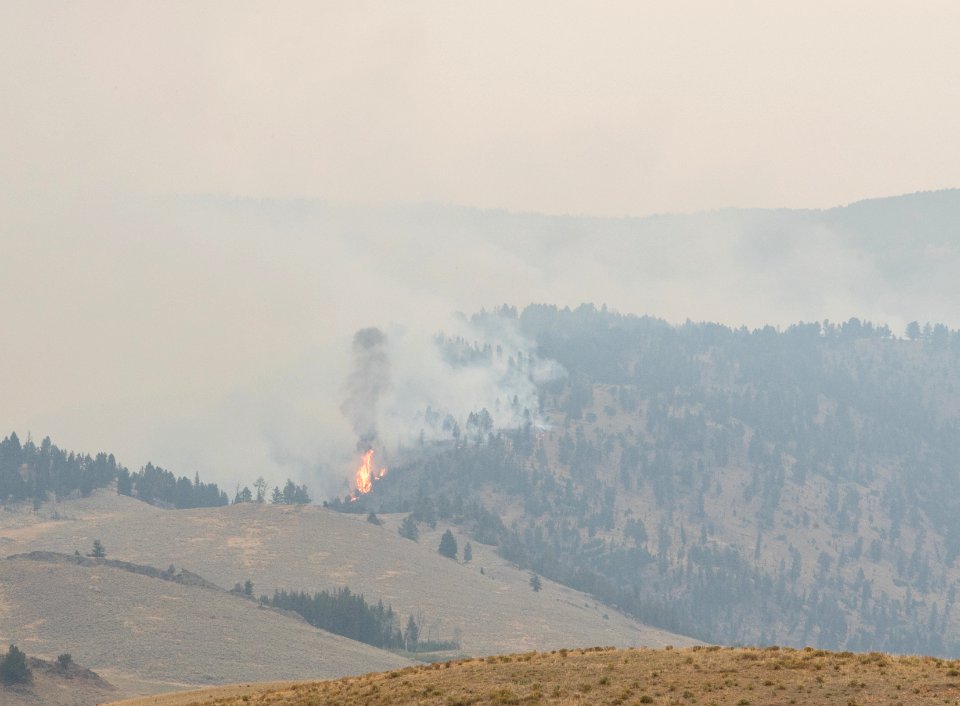 Buffalo Fire near Slough Creek