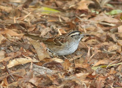 SPARROW, WHITE-THROATED (12-17-09) morro bay state park cg -01