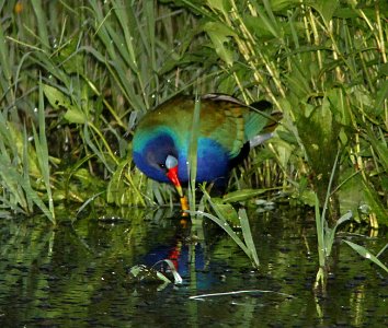 GALLINULE, PURPLE (7-9-11) rio rico pond, rio rico, scc, az -07