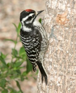 WOODPECKER, NUTTALL'S (5-30-09) canet rd -03