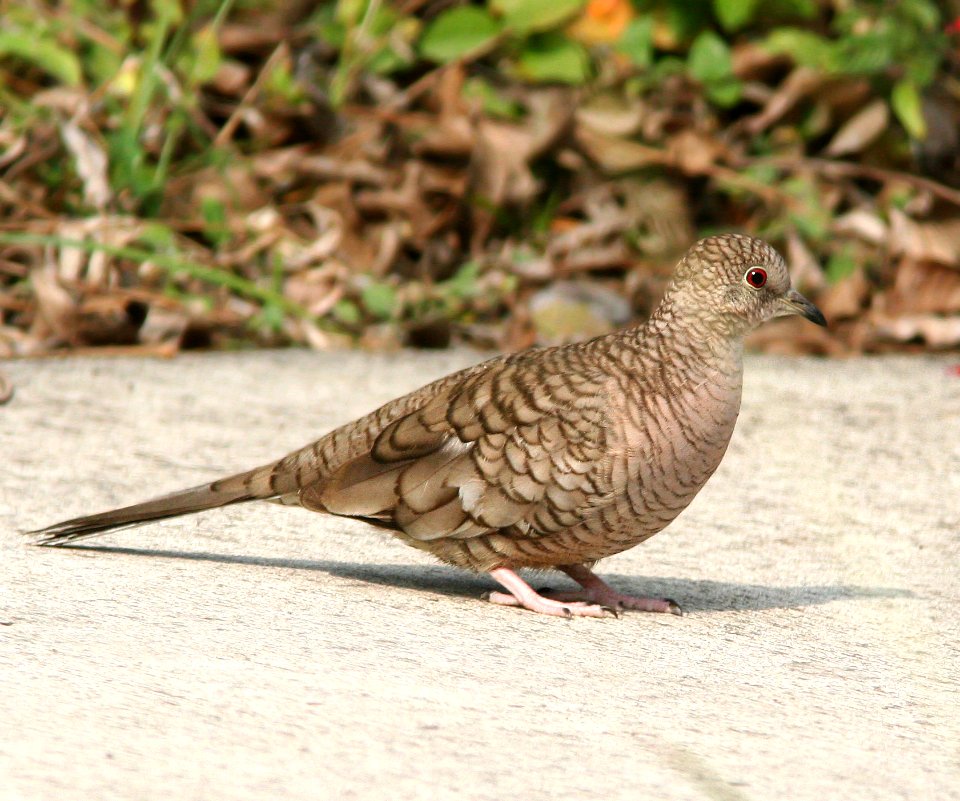 435 - INCA DOVE (1-10-09) weslaco, tx -