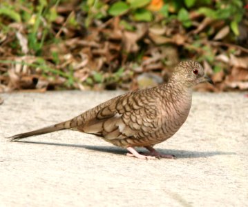 435 - INCA DOVE (1-10-09) weslaco, tx -