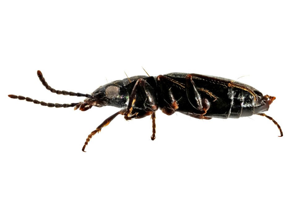 Microlestes linearis (side view)