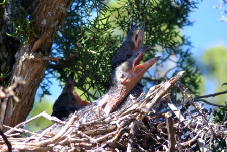 RAVEN, COMMON (5-11-09) nest, carrizo