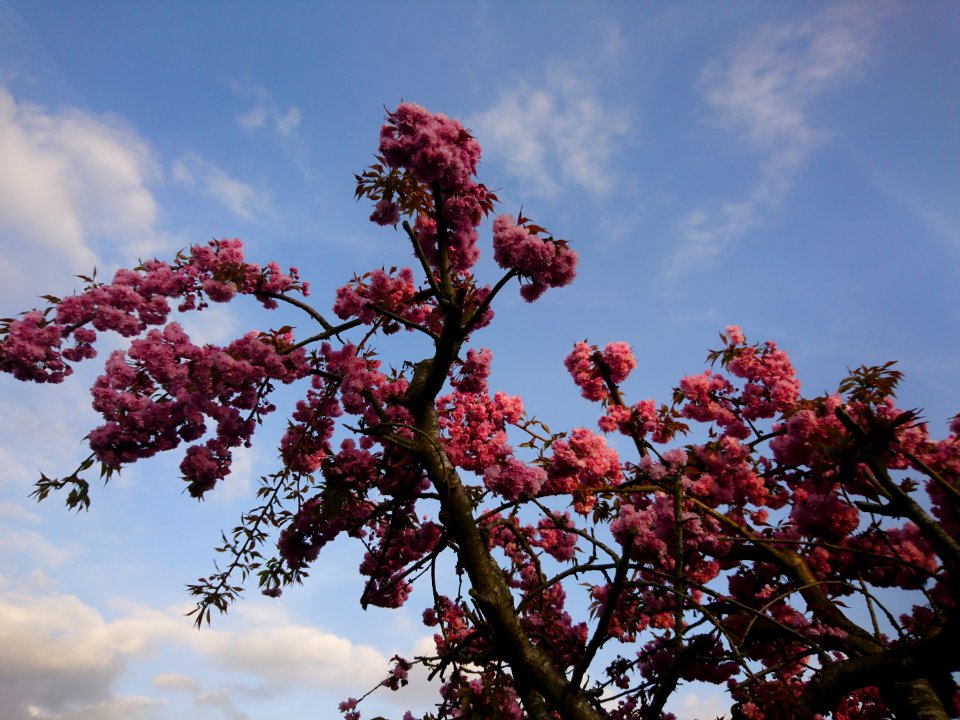 Blossom photo